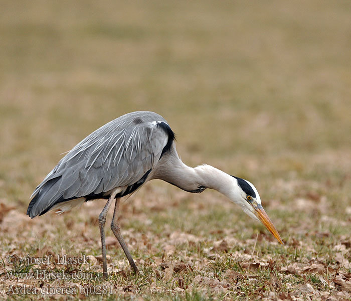 Ardea cinerea bj0281