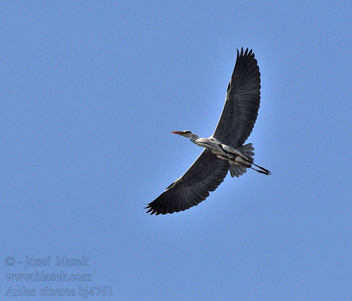 Ardea cinerea