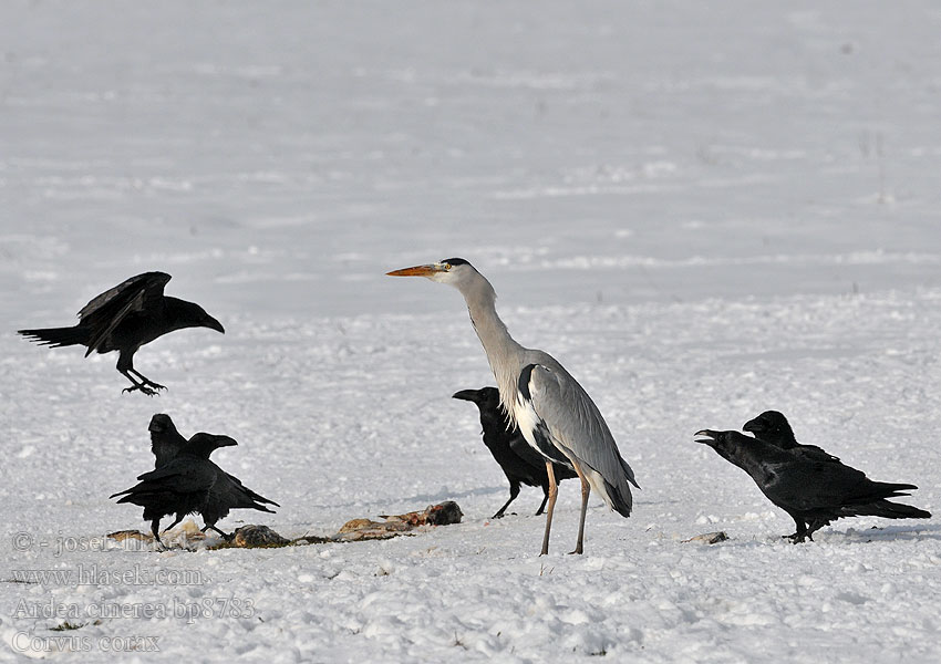 Fiskehejre Blauwe Reiger Grey Heron