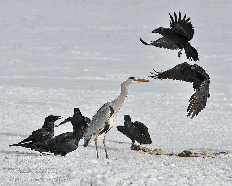 Ardea cinerea bp8783