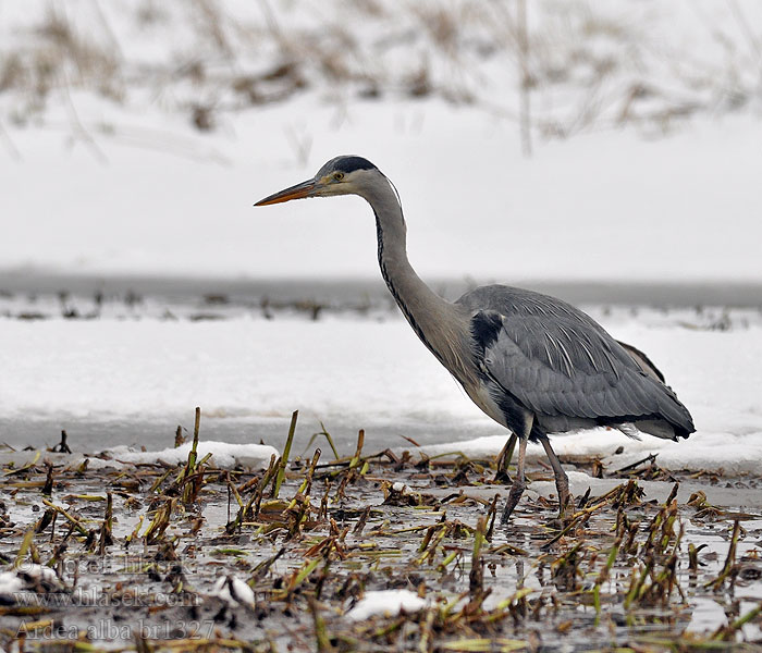 Ardea_cinerea_br1327