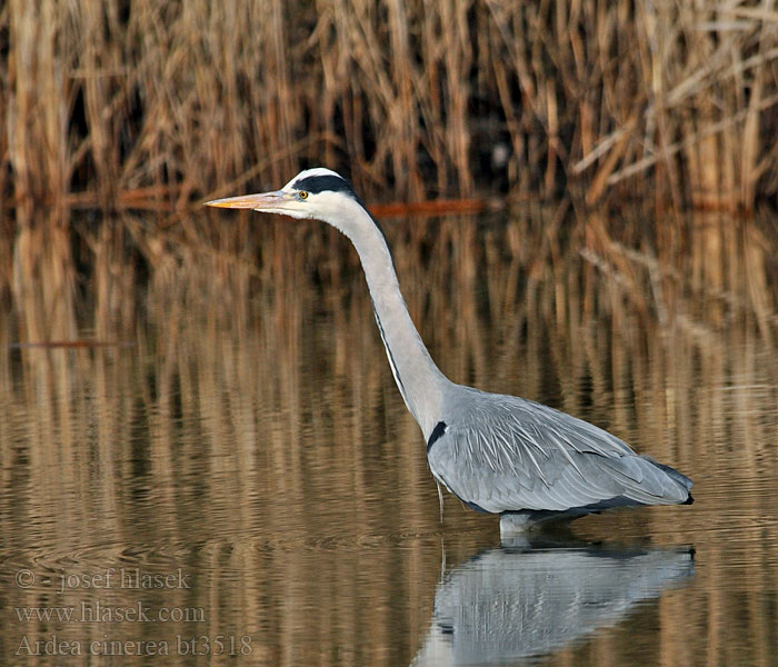 Ardea cinerea Graureiher