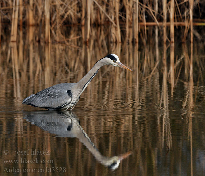 Ardea cinerea Héron cendré