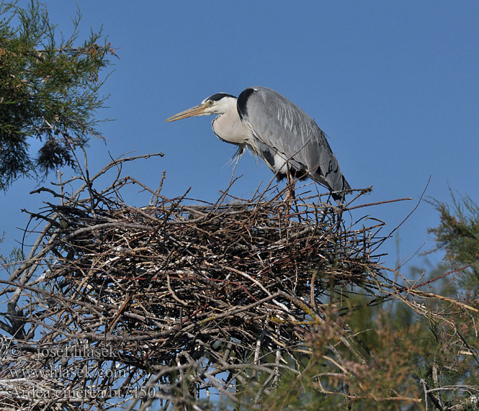 Ardea cinerea Garza Real