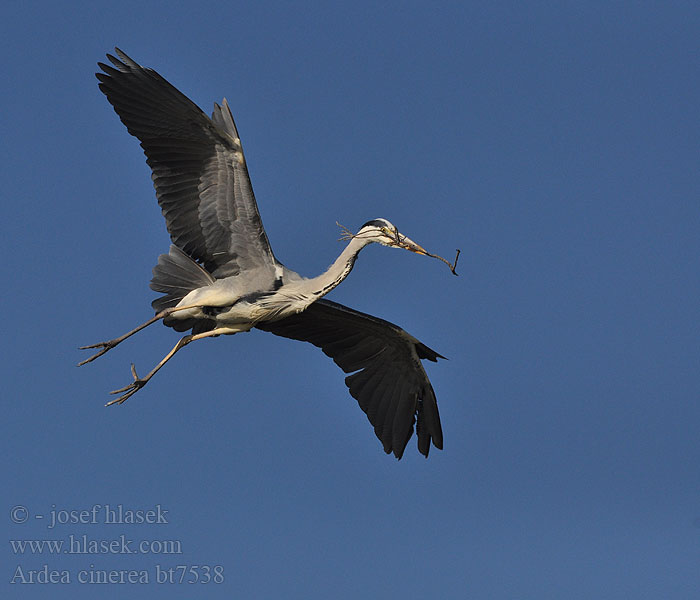 Ardea cinerea Volavka popelavá