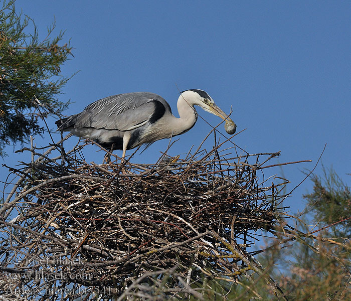 Ardea cinerea Fiskehejre