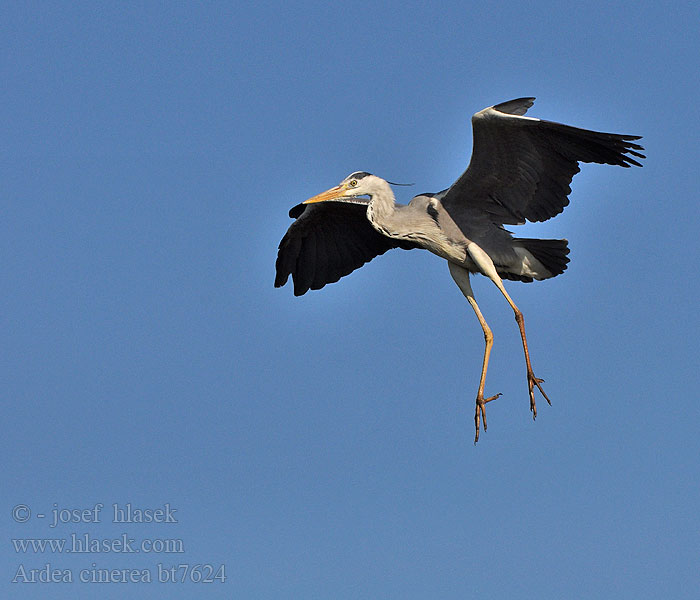 Ardea cinerea Blauwe Reiger