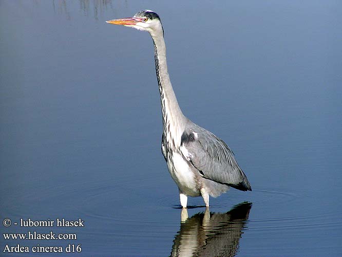 Ardea cinerea d16