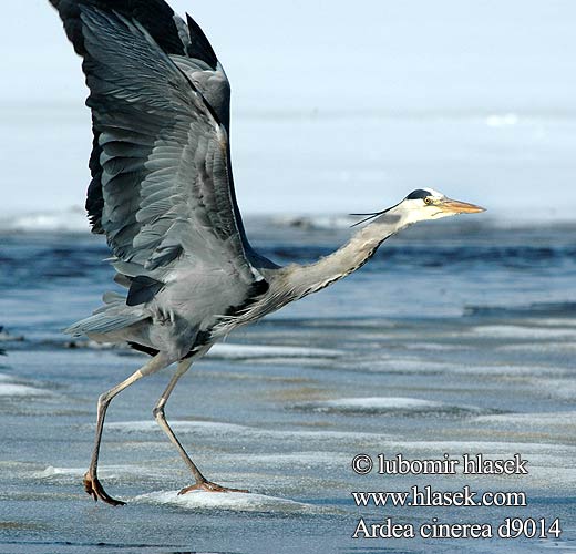 Ardea cinerea d9014