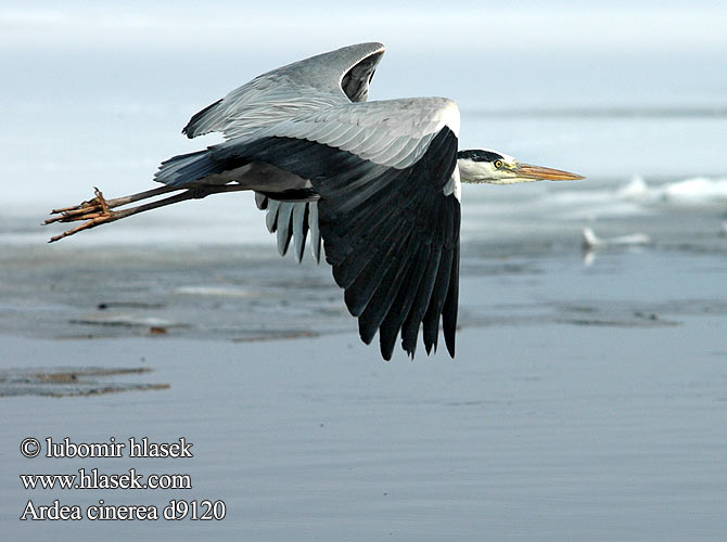 Ardea cinerea d9120