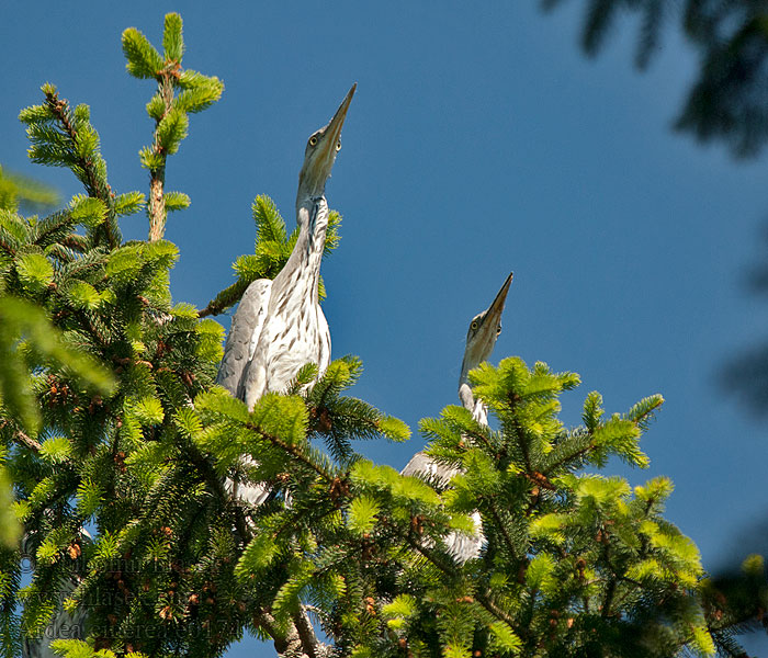 Ardea cinerea Garza Real Volavka popelavá