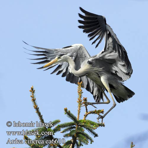 Ardea cinerea Grey Heron Graureiher Héron cendré