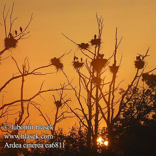 Ardea cinerea 苍鹭 Серая цапля