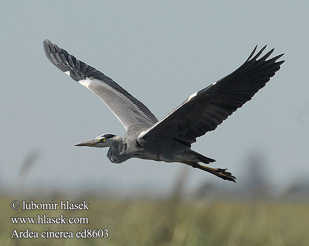 Ardea cinerea ed8603