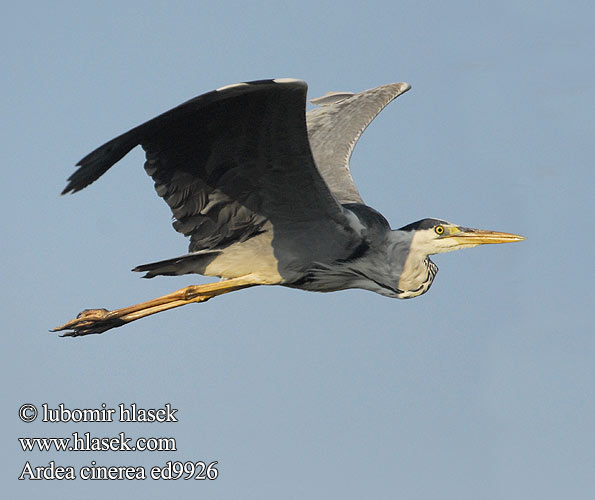 Ardea cinerea ed9926