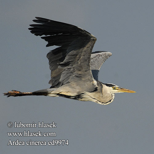 Ardea cinerea ed9974