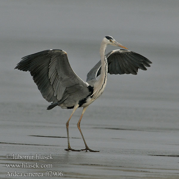 Ardea cinerea Grey Heron Graureiher Héron cendré