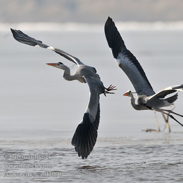 Ardea cinerea Volavka popelavá Fiskehejre