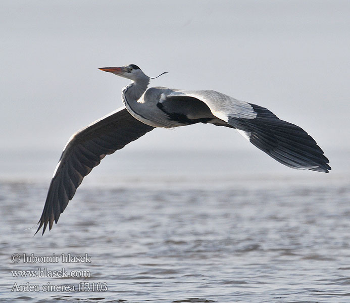 Ardea cinerea Garza Real Volavka popelavá Fiskehejre