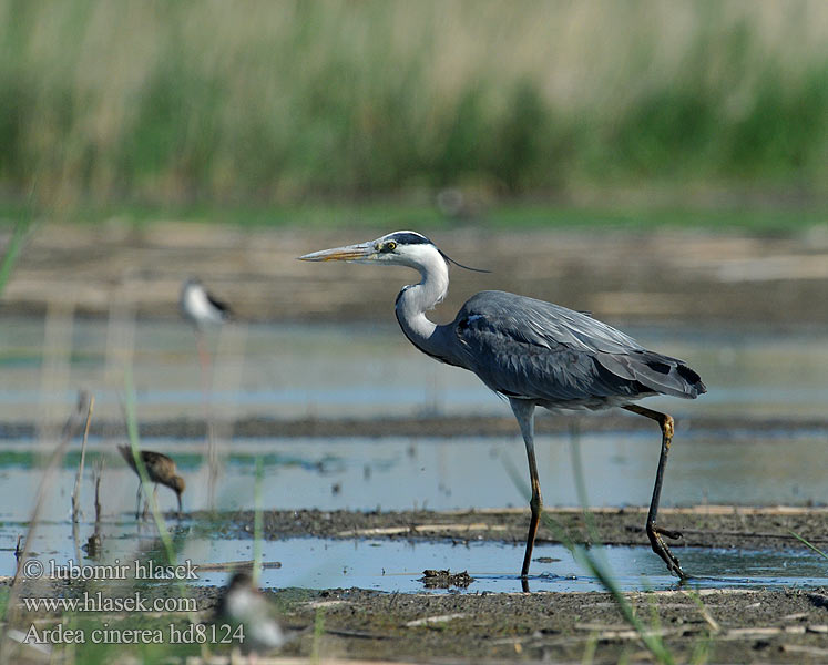 Ardea cinerea hd8124