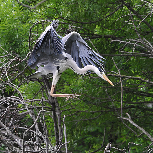 Ardea cinerea hd8291