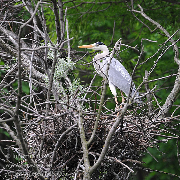 Ardea cinerea hd8303