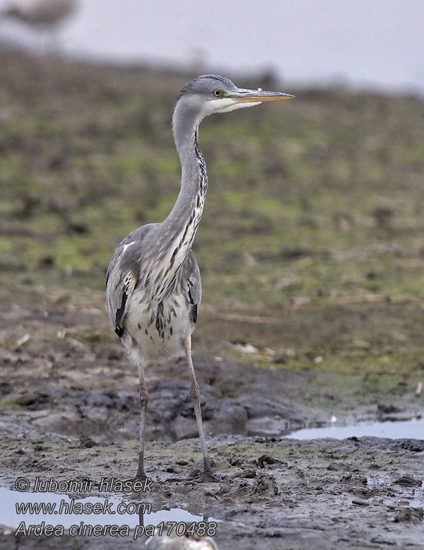 Ardea cinerea