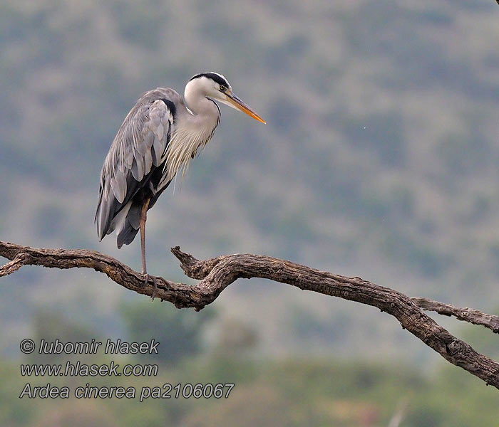 Ardea cinerea