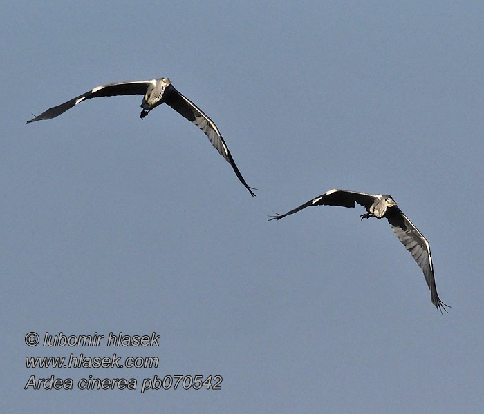 Ardea cinerea