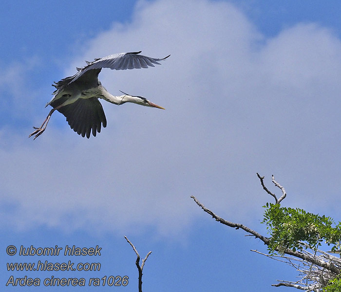 Ardea cinerea