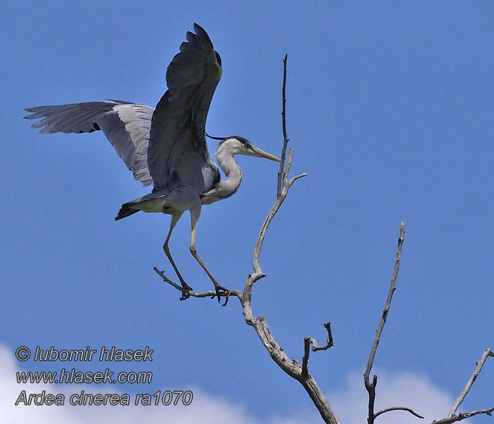 Ardea cinerea