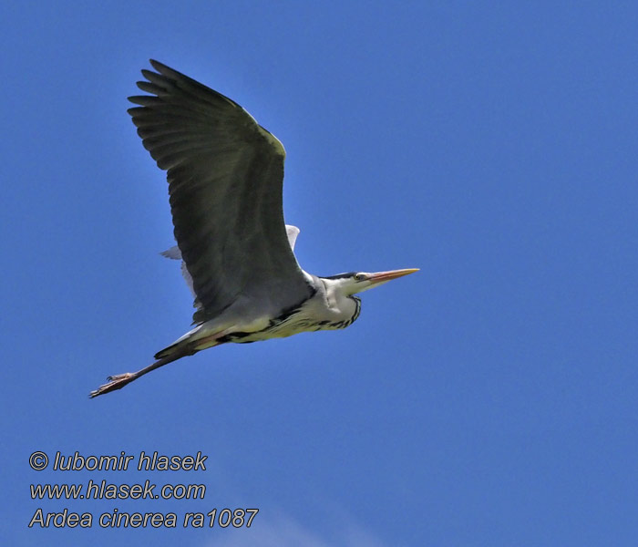 Ardea cinerea