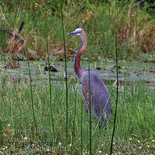 Ardea goliath Goliath Heron Goliathejre Goljathaikara Héron