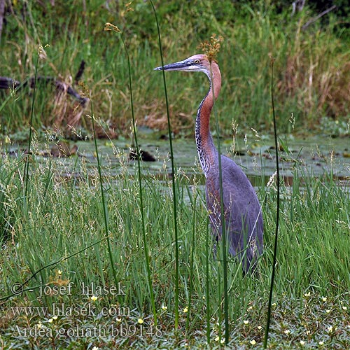 Ardea goliath bb9148