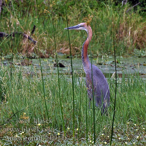 Ardea goliath bb9148