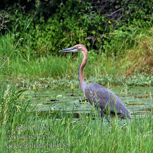 Ardea goliath bb9155