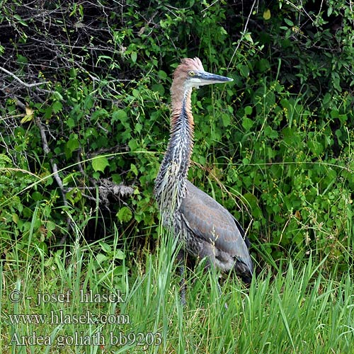 Ardea goliath bb9203