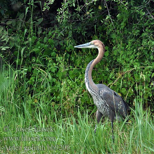 Ardea goliath bb9206