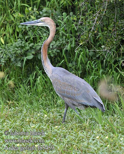 Volavka Goliášova 巨鹭 Ardea goliath Goliath Heron