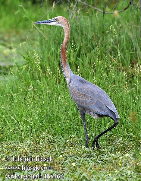 Goliath Heron Goliathejre Goljathaikara Héron goliath