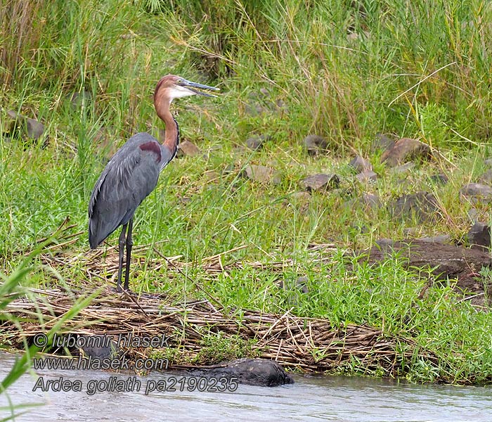 Czapla olbrzymia Volavka obrovská Ardea goliath