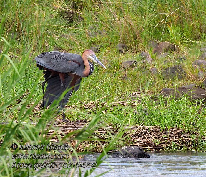 Ardea goliath Goliath Heron Goliathejre Goljathaikara Héron goliath