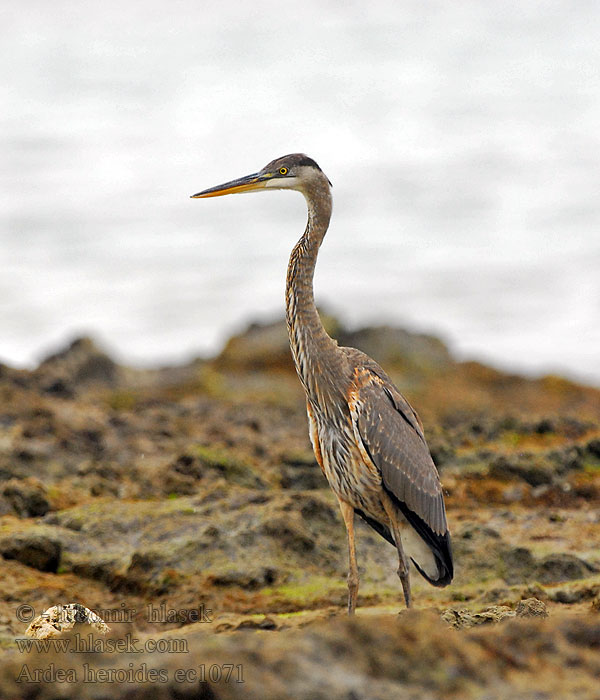 Ardea herodias Volavka velká Большая голубая цапл