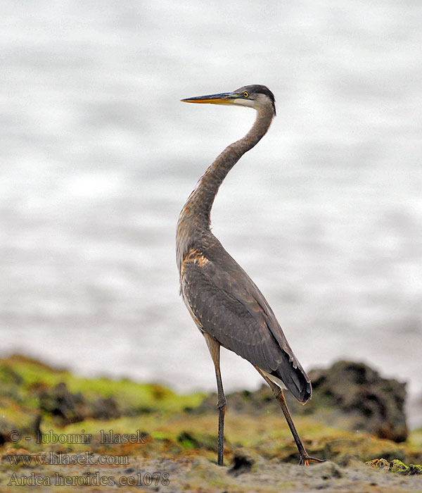 Ardea herodias オオアオサギ Czapla modra Garça-azul-grande