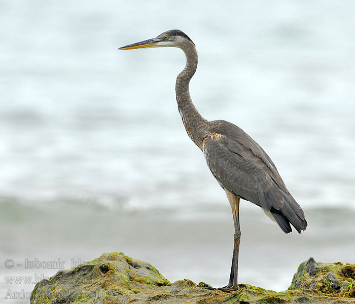 Ardea herodias Blue Heron Garza Azulada Grand Héron Airone azzurro