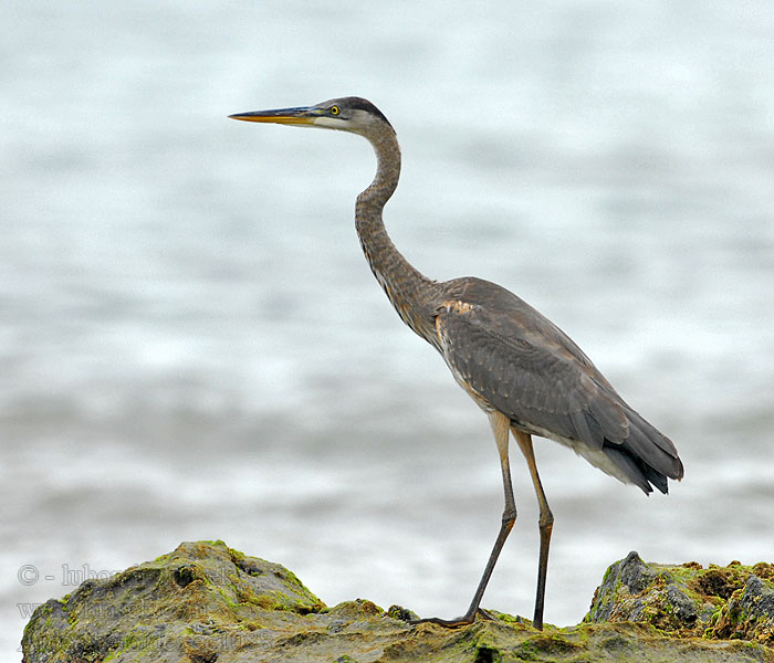 Ardea herodias 大蓝鹭 Volavka velká Kanadareiher Stor Blåhejre Great