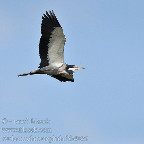 Ardea melanocephala bb4089