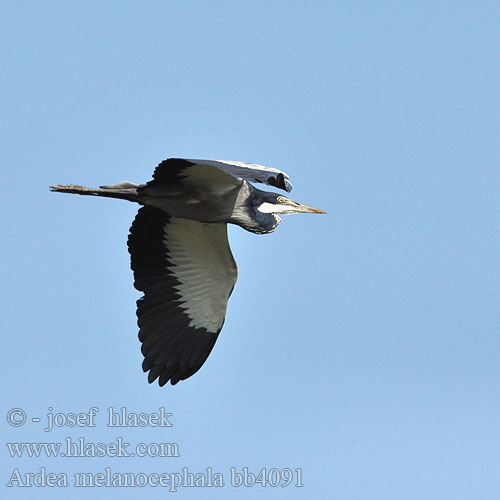 Schwarzhalsreiher Sorthovedet Hejre Garza Cabecinegra