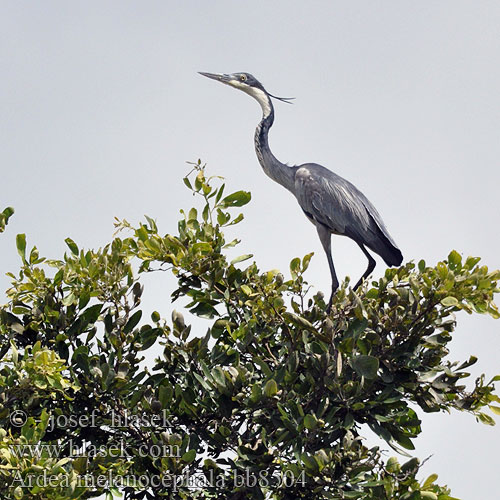 Ardea melanocephala bb8504