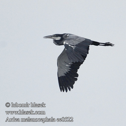 Ardea melanocephala ee0522